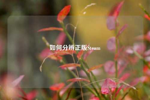 如何分辨正版Steam