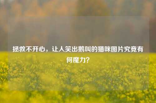 拯救不开心,让人笑出鹅叫的猫咪图片究竟有何魔力?